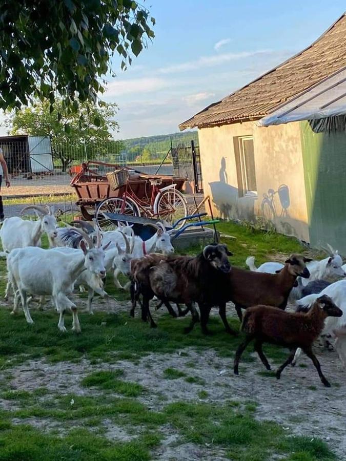 Вилла Gosp. Agroturystyczne Stary Gaj Zerkowice Экстерьер фото
